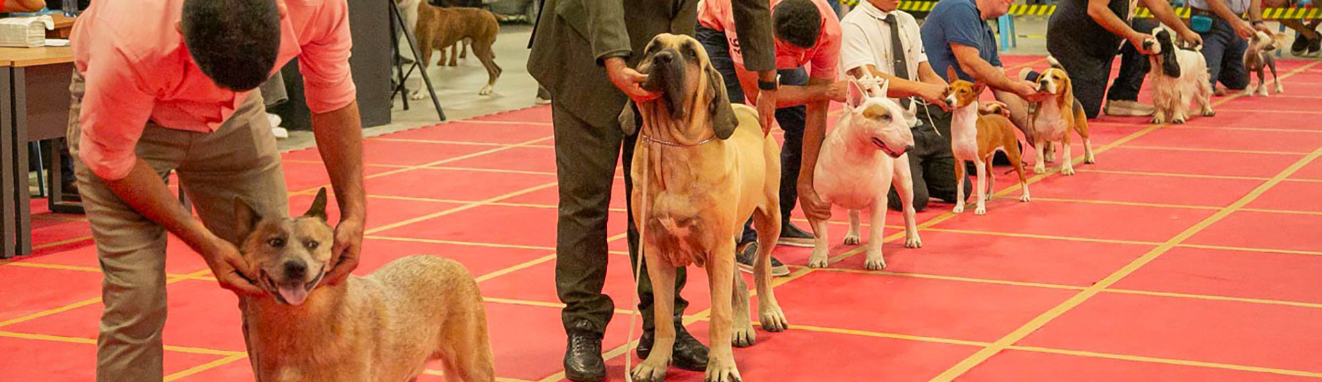 Exposições Pan-Americanas do Kennel Clube do Piauí encantam público no Teresina Shopping