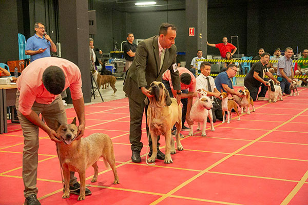 Exposições Pan-Americanas do Kennel Clube do Piauí encantam público no Teresina Shopping